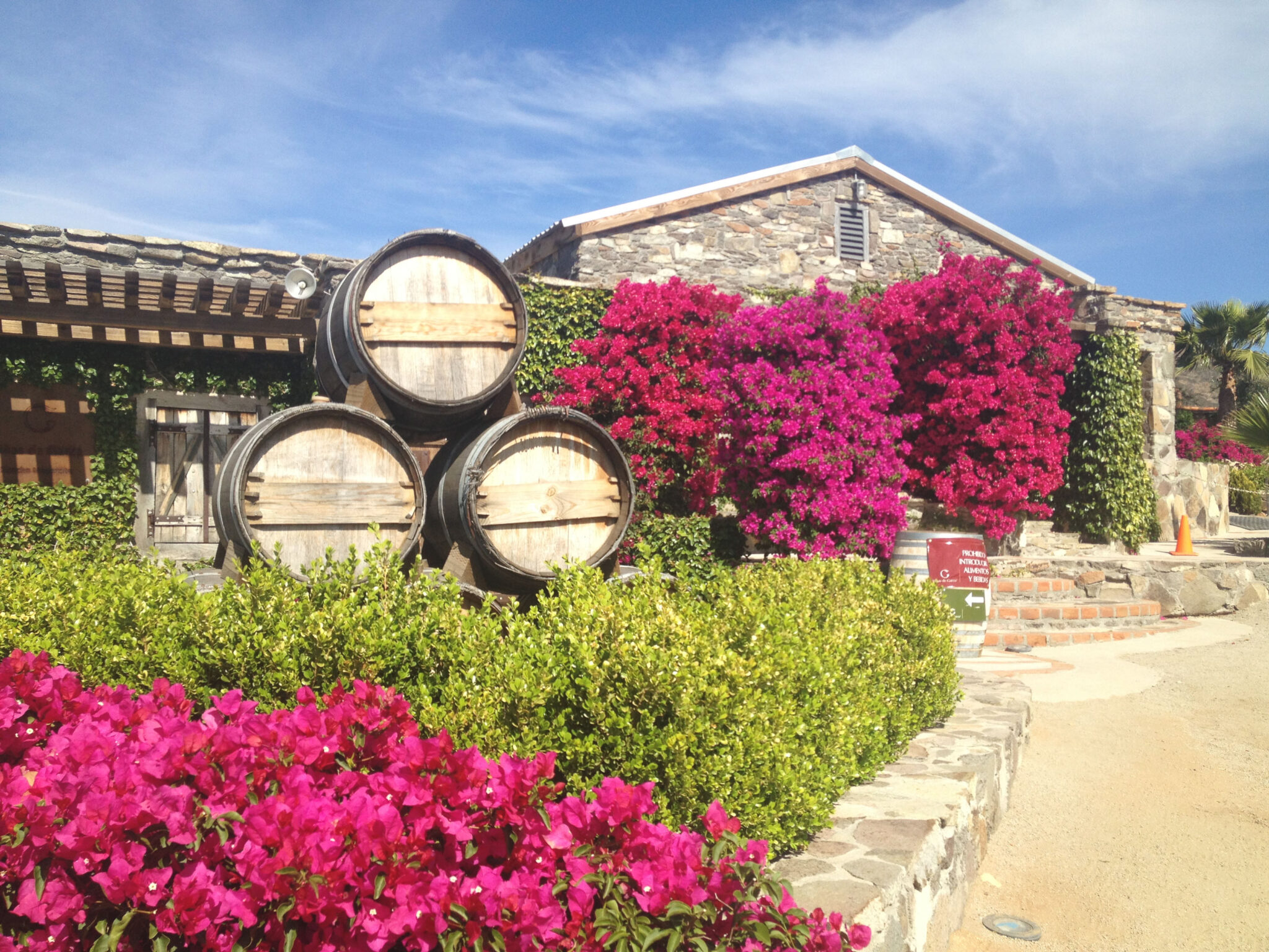 Vineyard Ensenada Tour